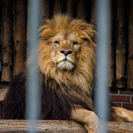 Löwe hinter Gittern