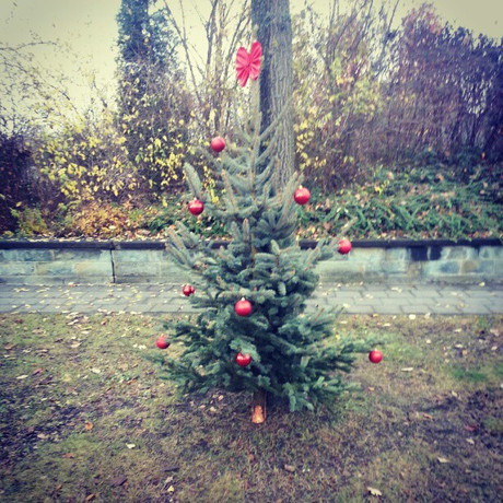 Ein Weihnachtsbaum in Wewer