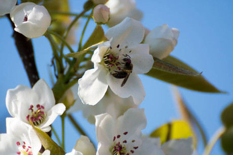 Nashi-Birnen-Blüten